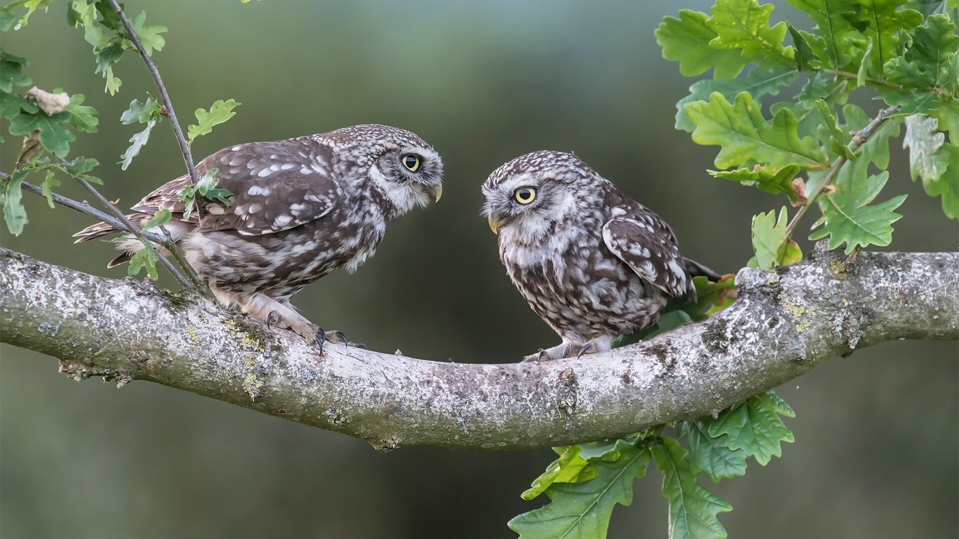 华体会hth平台-_水陆两栖运动盛典：多场景联动娱乐体验_，水陆两栖概念车