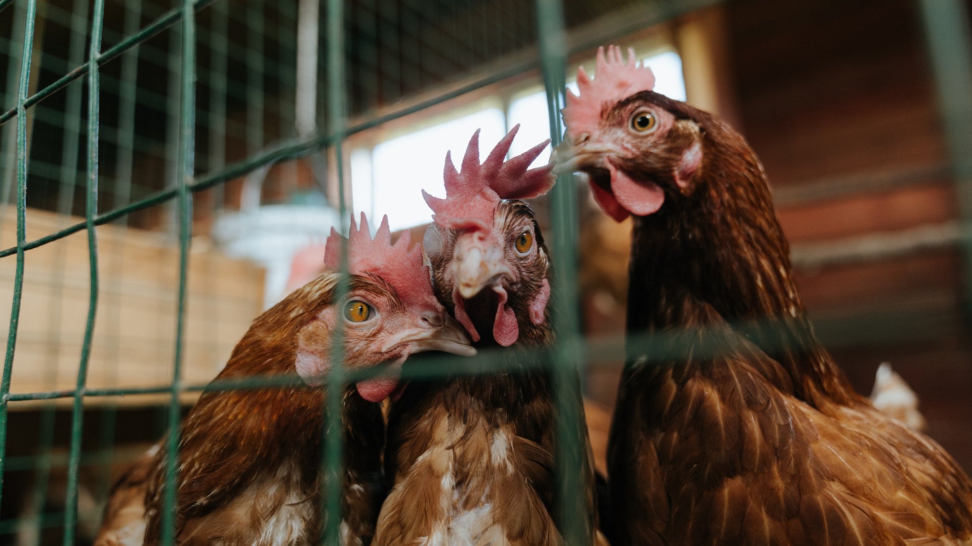 华体会hth网站-_雷霆新秀屡建奇功，未来可期_，雷霆 新秀