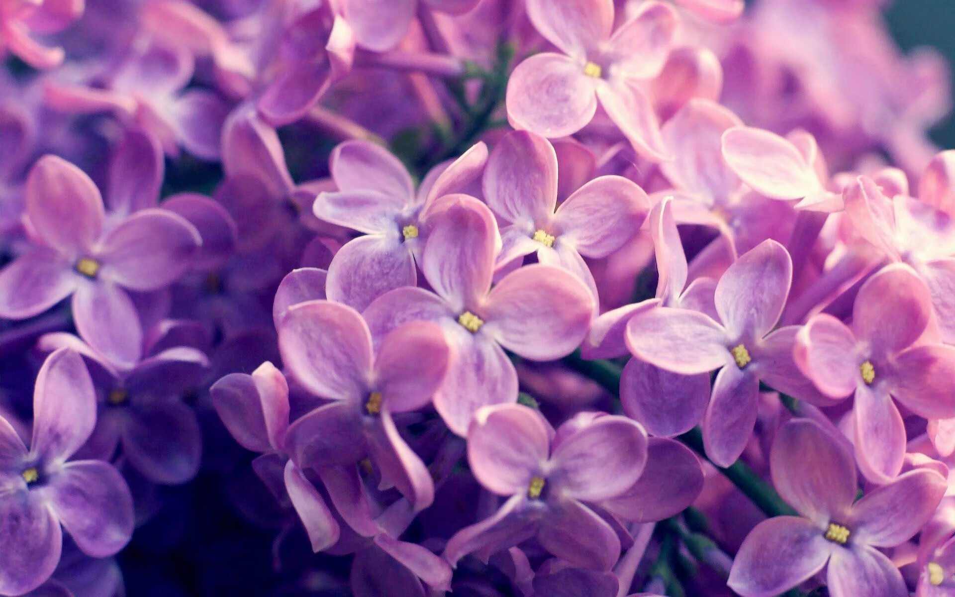 _雄鹿字母哥三双带队大胜_,雄鹿字母哥上场吗