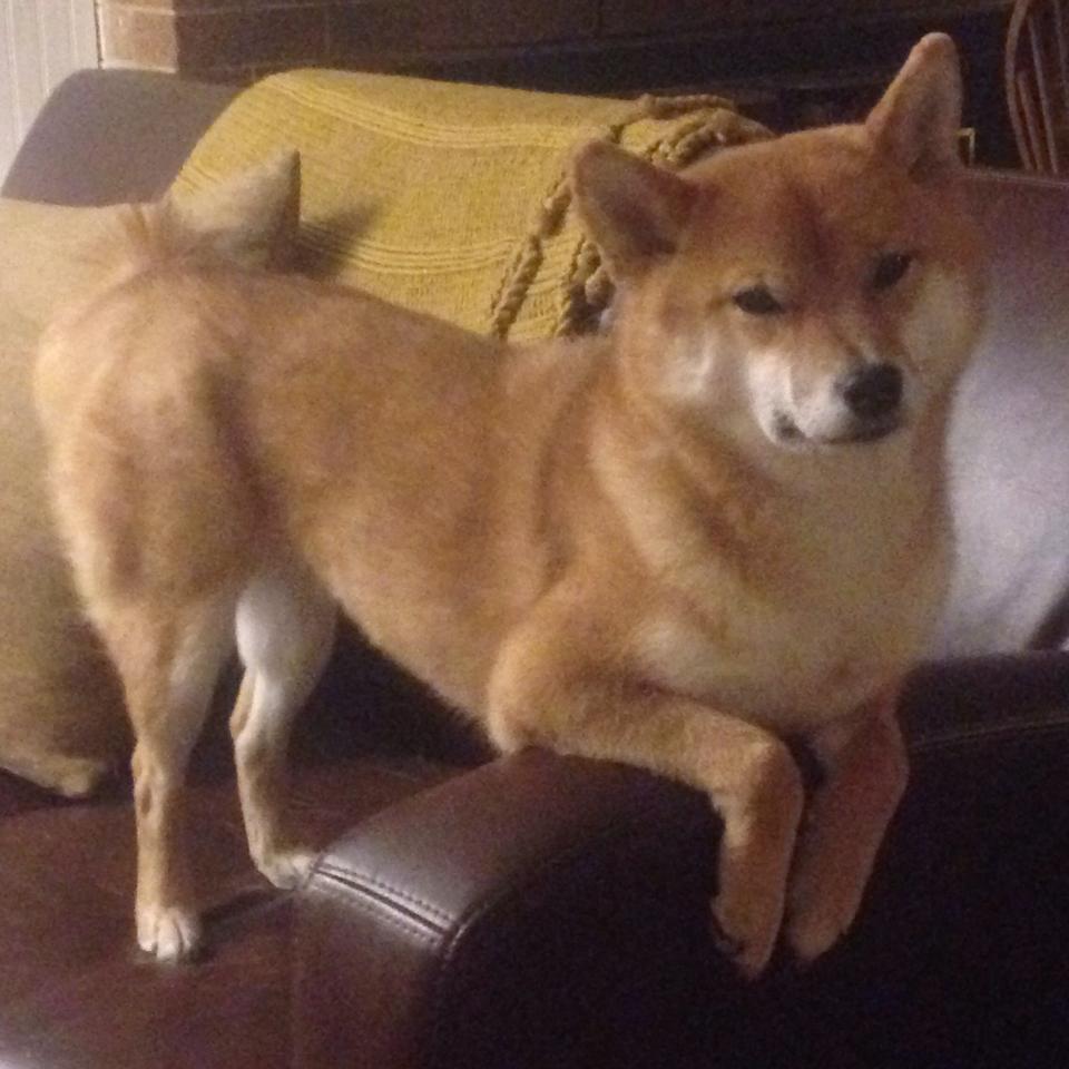 “逆转奇迹:最精彩的逆风翻盘”,逆转奇兵百科