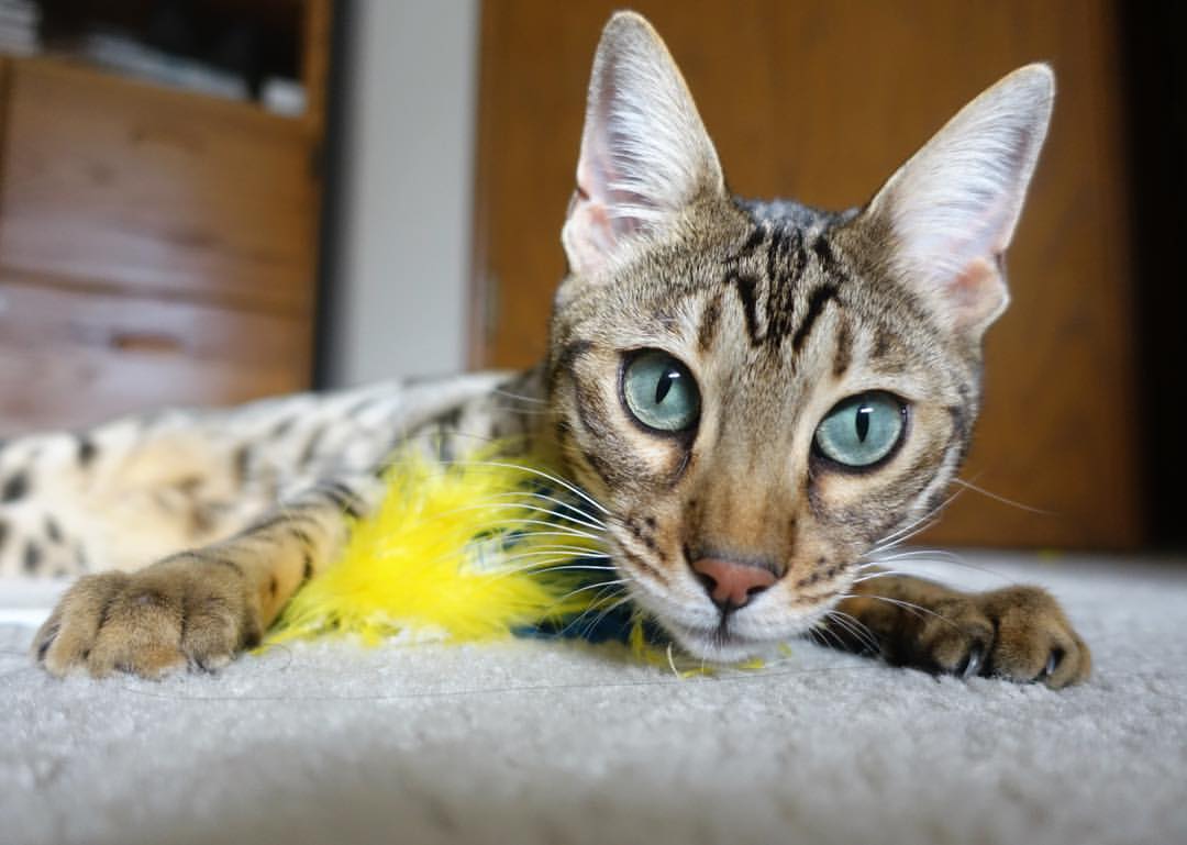 德甲创新战术引领风潮，精彩片段不断涌现，德甲推荐