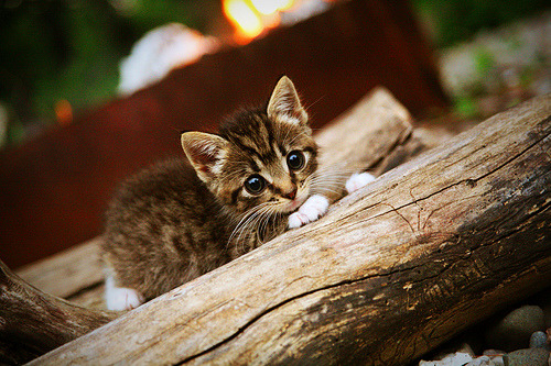 华体会登陆-排球洲际赛：突破防线的精彩较量，排球竞赛