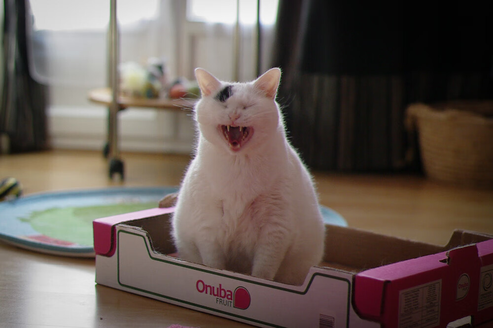 球迷狂欢:疯狂应援背后的动人故事,疯狂球迷冲进球场