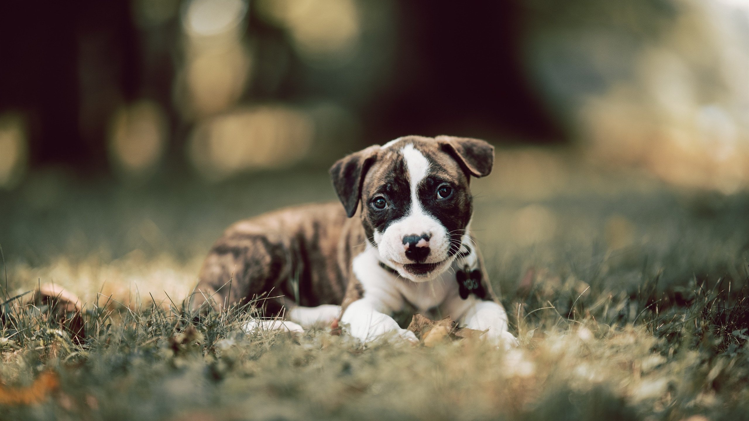 华体会手机在线-西班牙马术代表队在国际马术联盟世界杯中晋级决赛，展现强大实力。