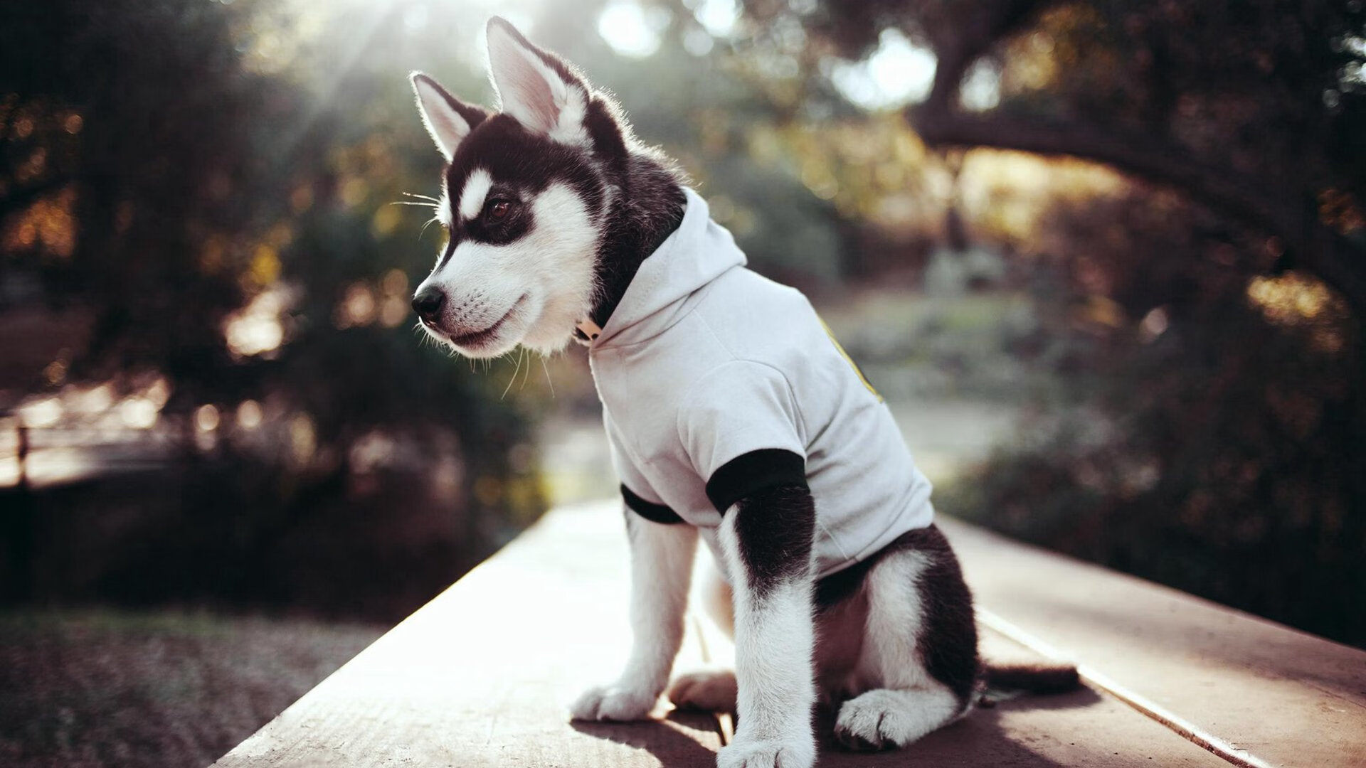 墨尔本联防守体系日益完善,墨尔本篮球队