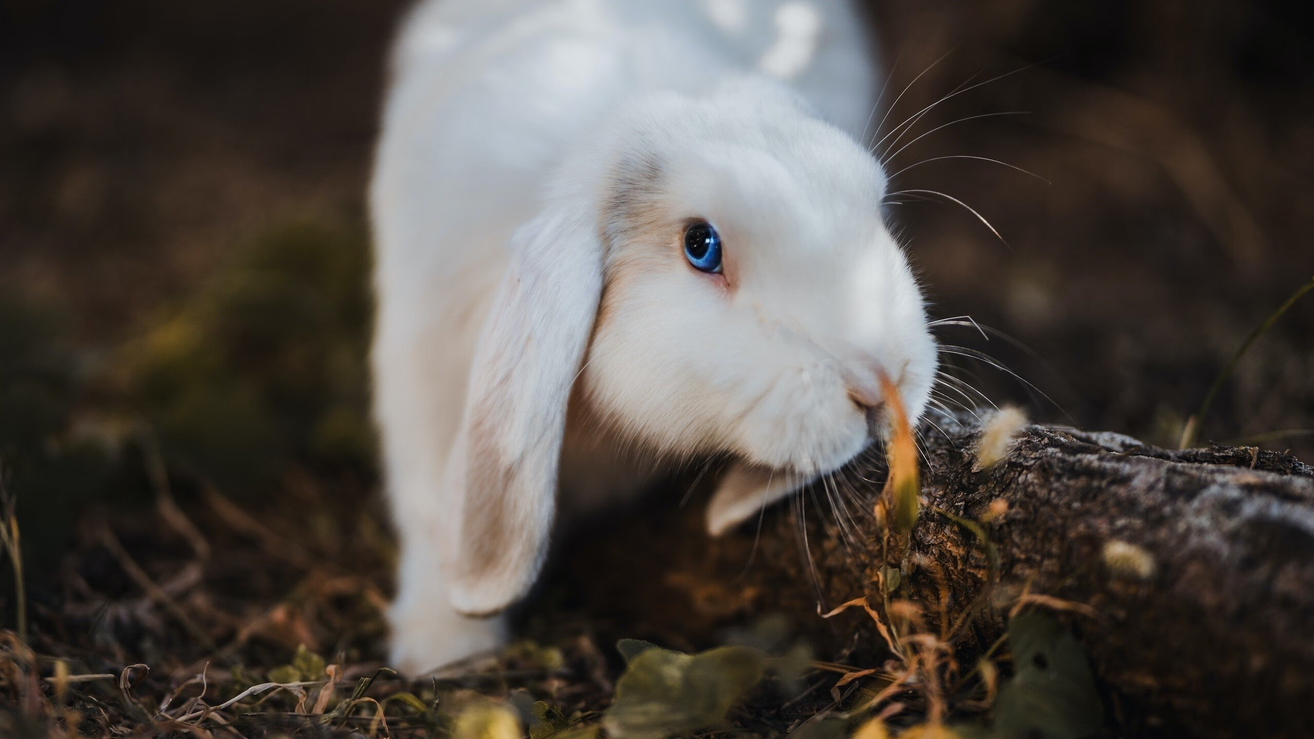 华体会手机网站-山东鲁能后卫因累计黄牌停赛，防线薄弱，山东鲁能中后卫