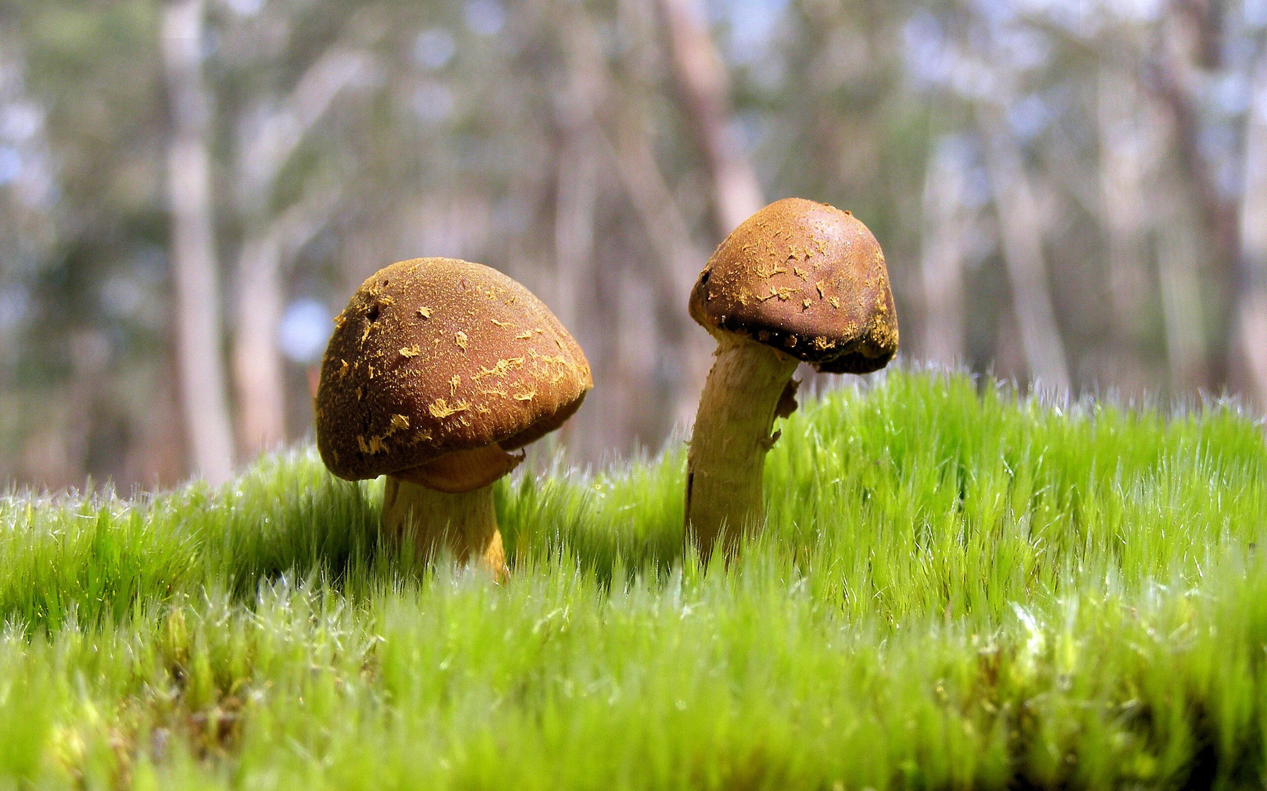 战术多样性是否将成联赛之间的核心差异,战术组合