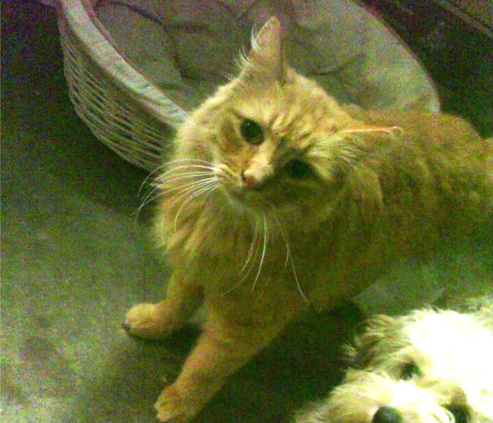 华体会手机在线-赫塔菲客场不敌奥萨苏纳，遭遇困境，赫塔菲实力