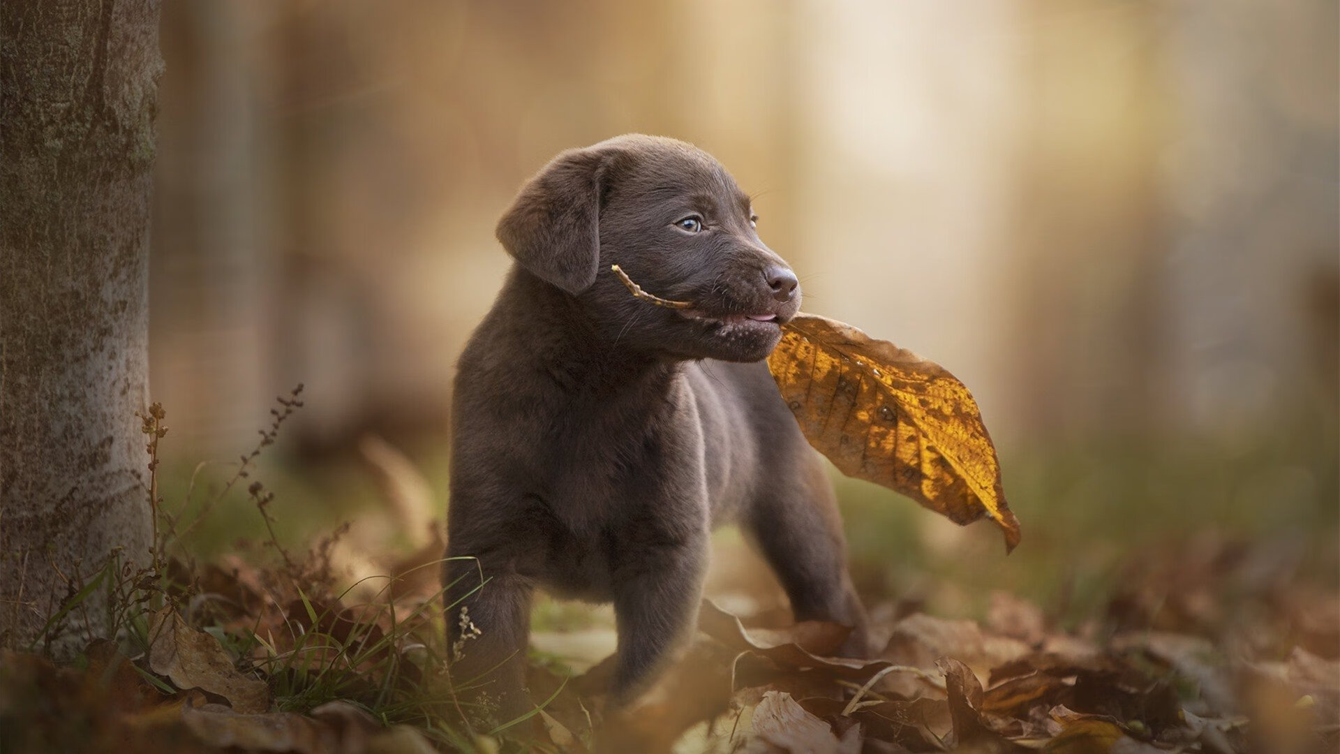 华体会官方网站首页-迈阿密国际在国内赛事中取得优异成绩，迈阿密2022