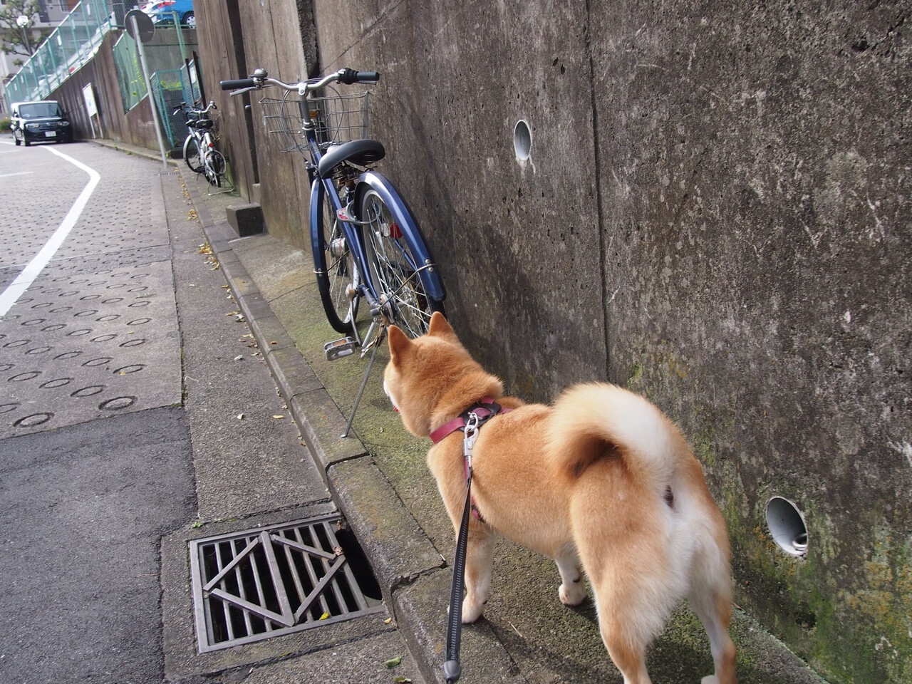 英格兰反曲弓队在2024年春季阿尔罗斯锦标赛中以6-2负于意大利队获得银牌