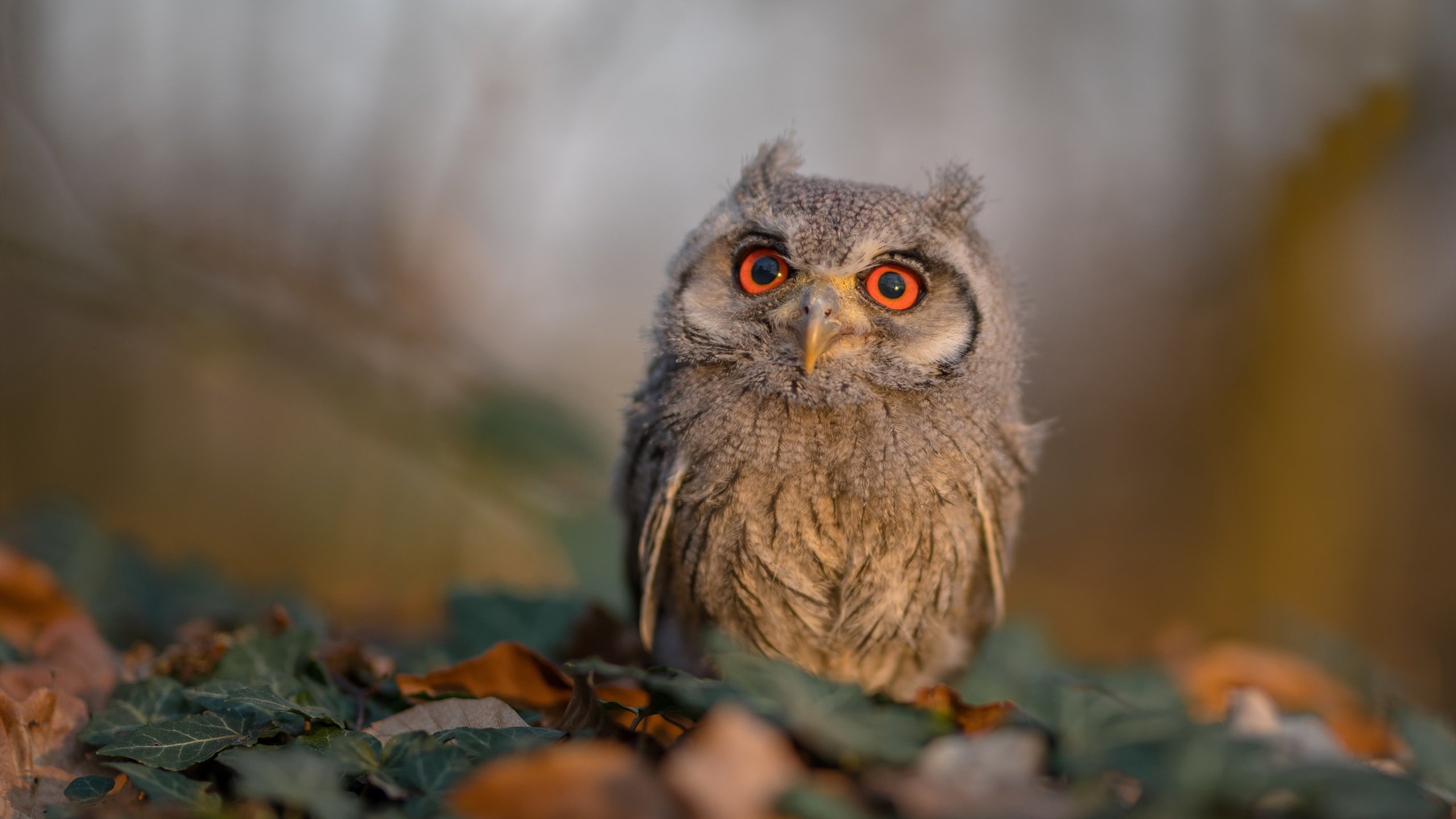 英超VAR引入后角球战术变化趋势统计,英超vr技术