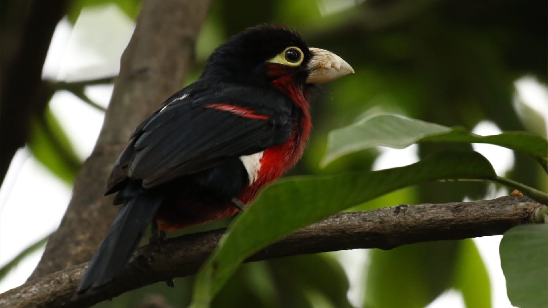 CBA赛季各项数据刷新 体现联赛水平提升,cba赛季得分排行榜