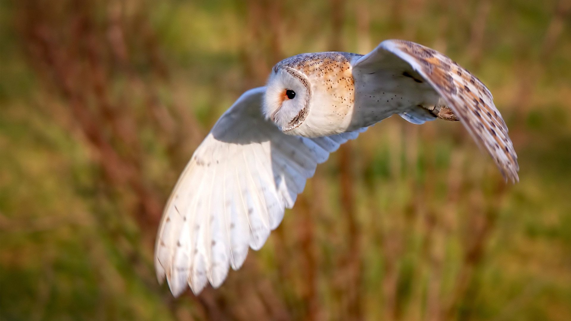 体育新闻中心上线智能体育内容推荐与审核系统,体育智能化系统