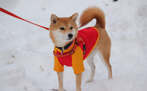 华体会hth网址-全国街舞精英赛火热进行运动潮流结合文化，街舞全国邀请赛