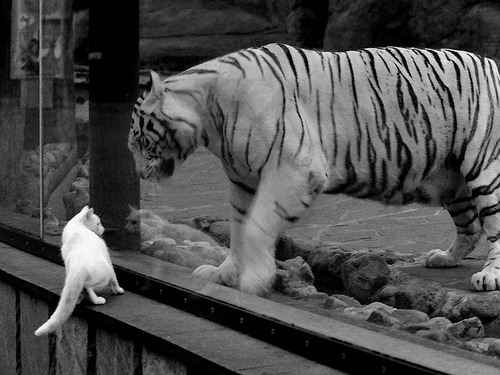 节奏差异是否能成为球队战术对抗中的主导变量,节奏不一致什么意思