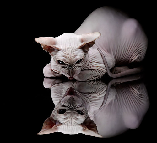 华体会hth娱乐平台-赛后复盘成常态战队数据分析能力持续增强