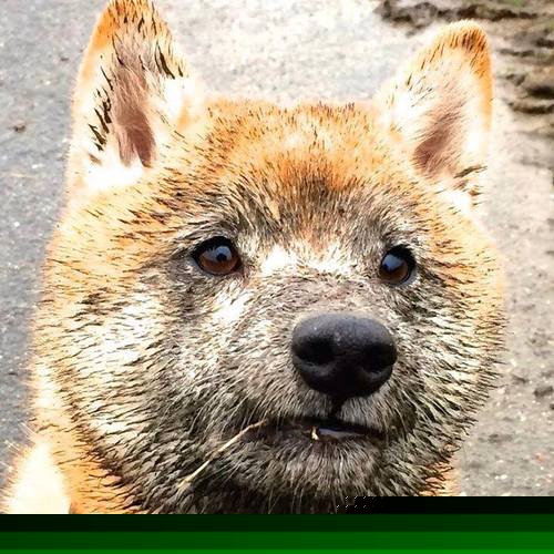 中甲比赛直播平台增加拓展球迷观赛渠道，中甲直播球迷网