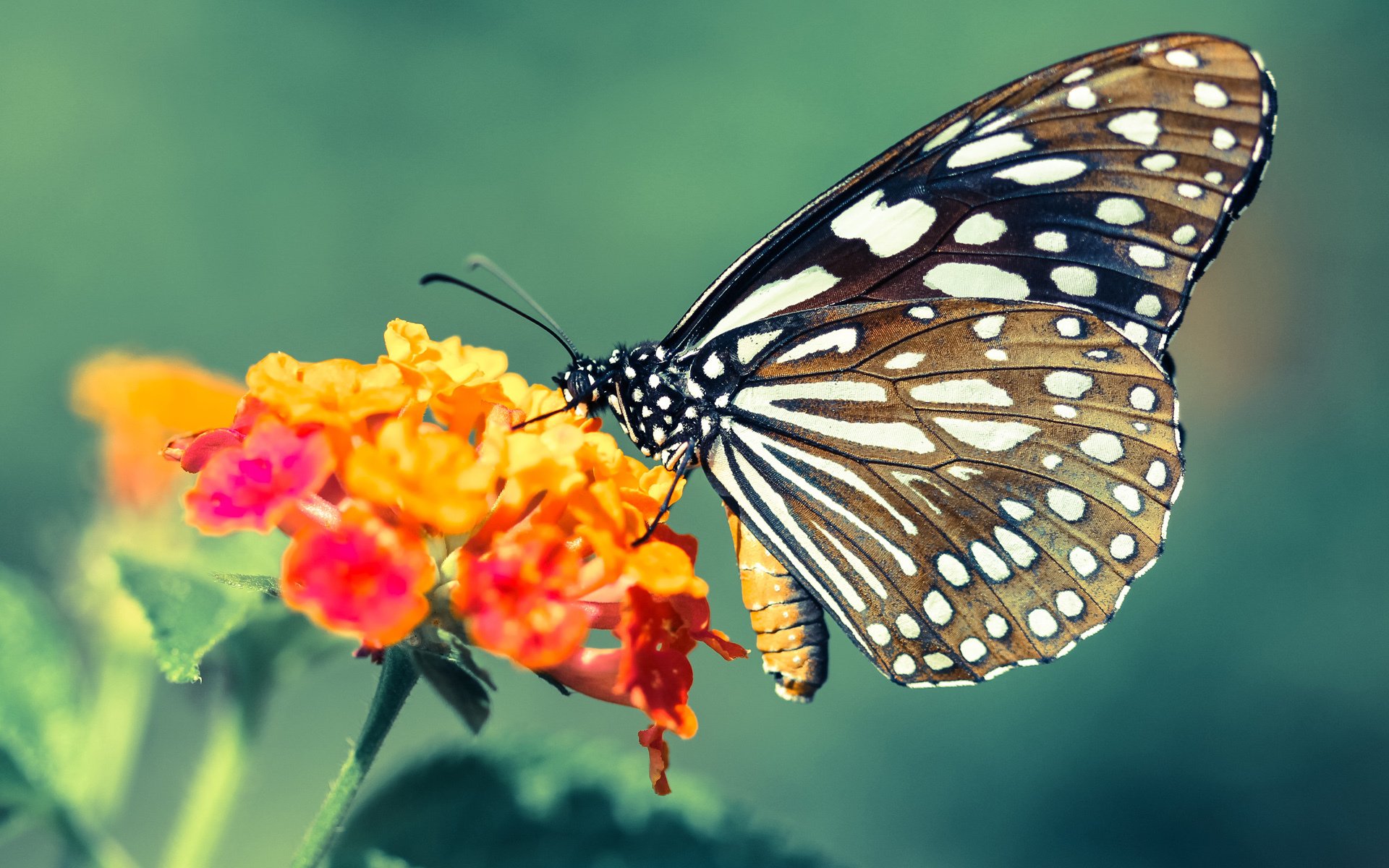 华体会平台娱乐-南非羚羊队的强悍防守：压迫对方失误，让反击成为制胜法宝，羚羊非洲