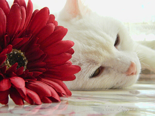 华体会登陆-国内篮球游戏开发公司推出青少年模式结合教育与竞技体验，青少年篮球机构