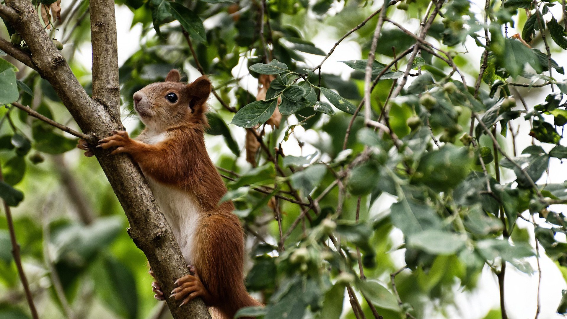 库里突破分球助攻数据持续提升,库里运球突破