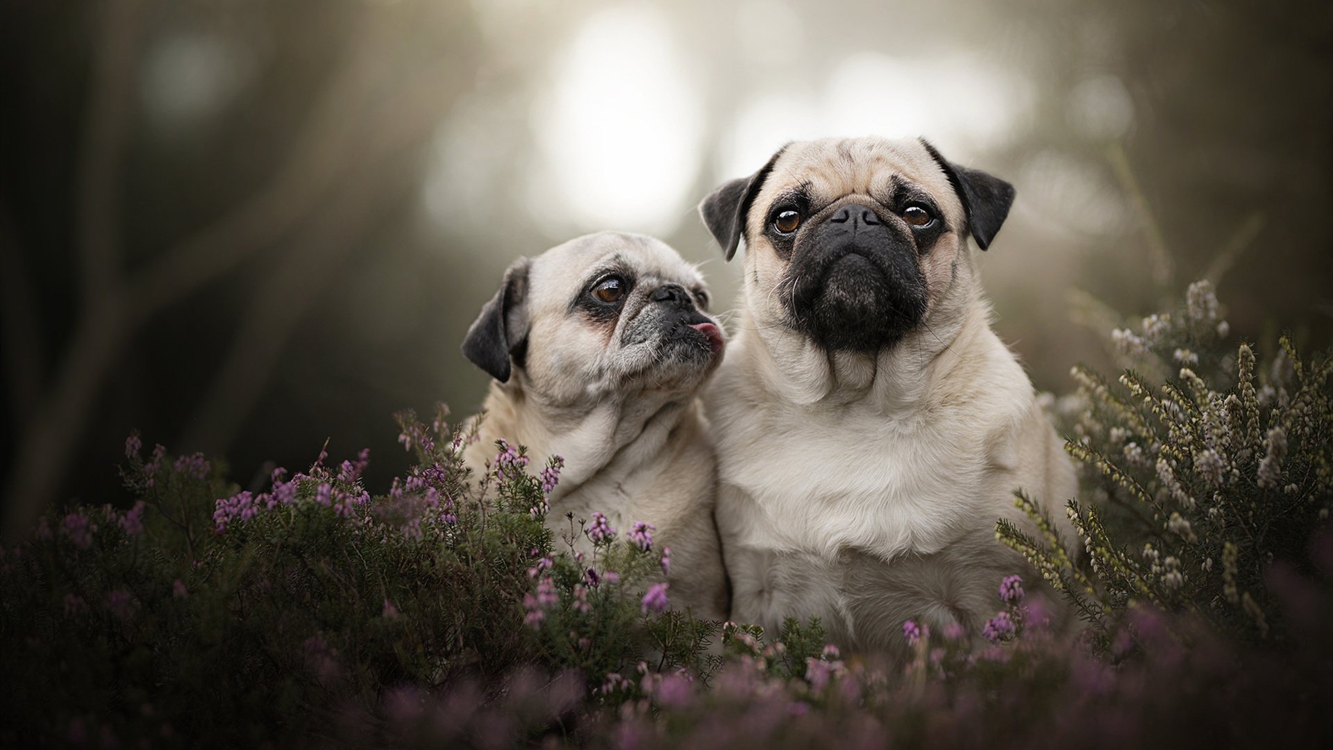 未来足球场馆智能化程度提升,自动化管理成为趋势,足球场馆建设