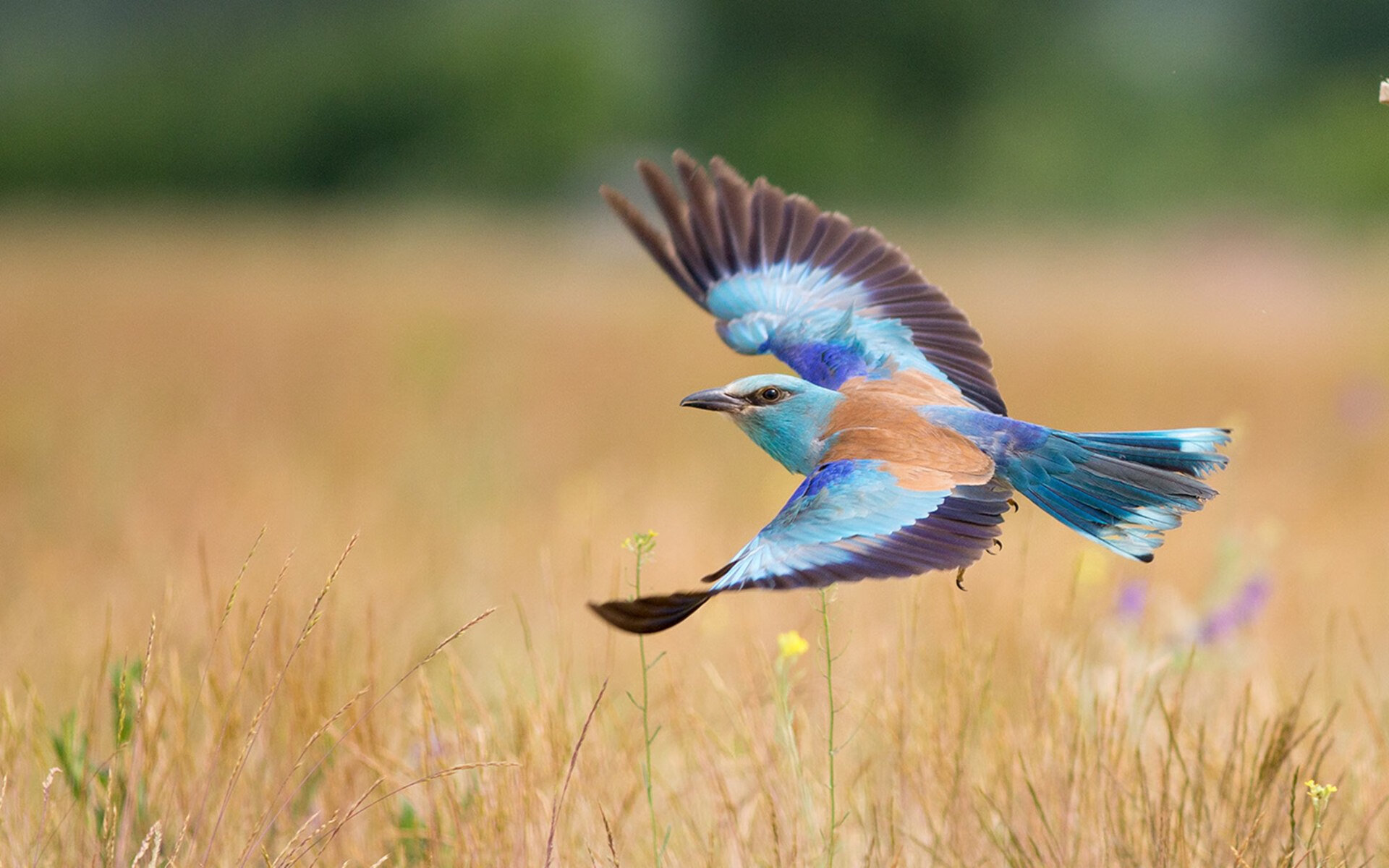 华体会hthapp注册-特斯·冯·迪克：南非队的中场发动机，传球精准一气呵成