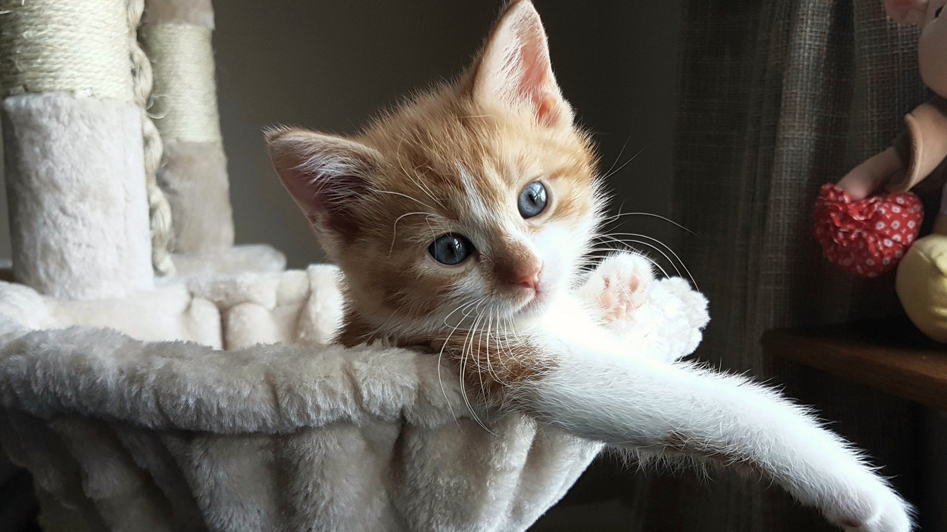 篮球短视频账号迅速增长成为传播篮球知识新载体，篮球短视频软件